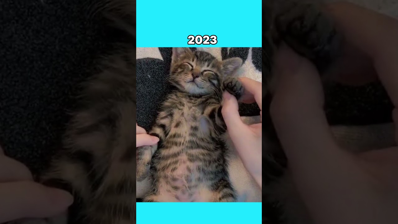 Where Are The Famous Cat  Memes Now?💔🕊️  (ThenVsNow