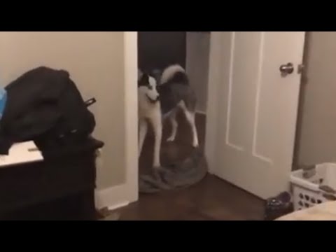 confused-husky-shocked-with-disappearing-prank