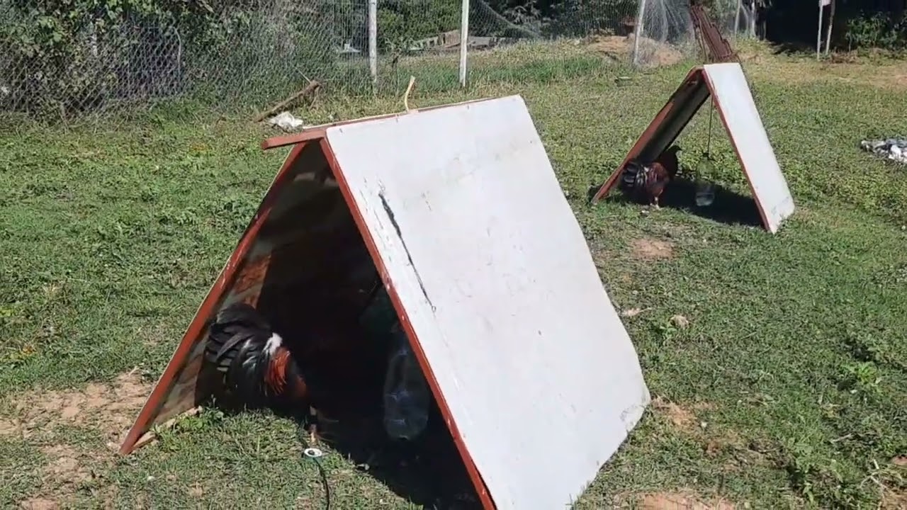 Área de tepees con bebederos de pet