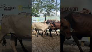Lote 7: 7 HL de 229 Kg HOY Cencogan Tarazá