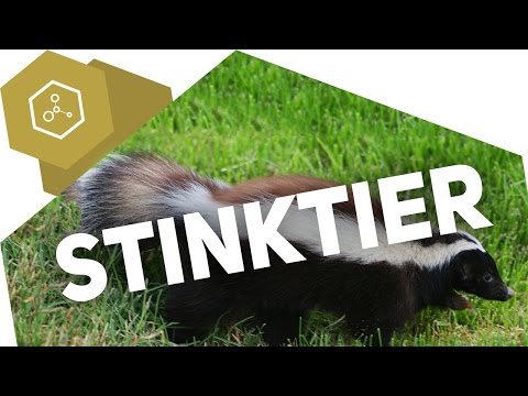 Warum stinkt das Stinktier? chemisch betrachtet
