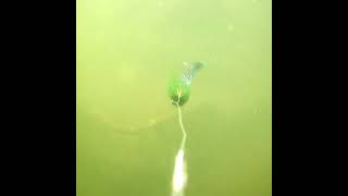 Sunken Boat in murky water on an Underwater Camera, Part 2 shorts fishing