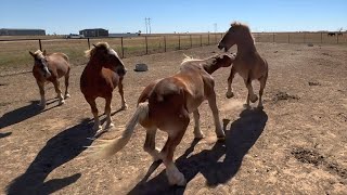 Meet the new Rescued Belgians saved from slaughter and experience an exciting horse integration