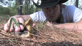 Eastern Hognose Snake