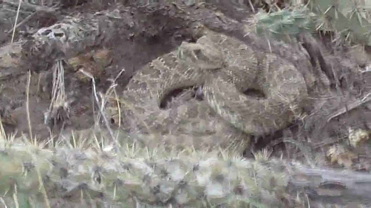 Rattlesnake YouTube