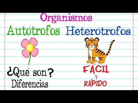 Video: ¿Qué organismos crean su propia comida?