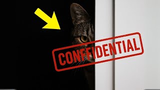 They’re Watching 8 Things Cats Know About You