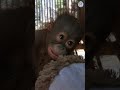Baby Orangutan Makes a LOT OF NOISE