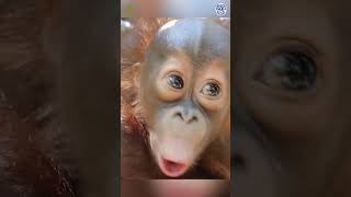 Baby Orangutan Makes a LOT OF NOISE