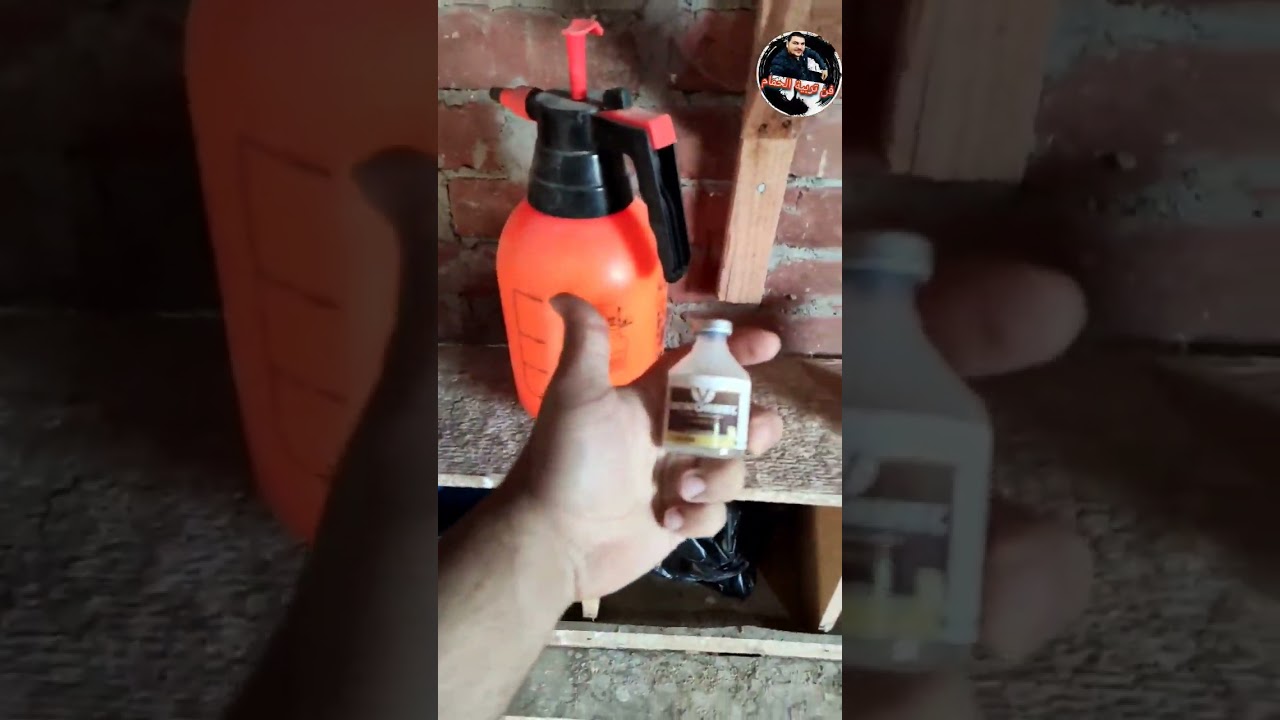 انسي حشرات الحمام #فن_تربية_الحمام