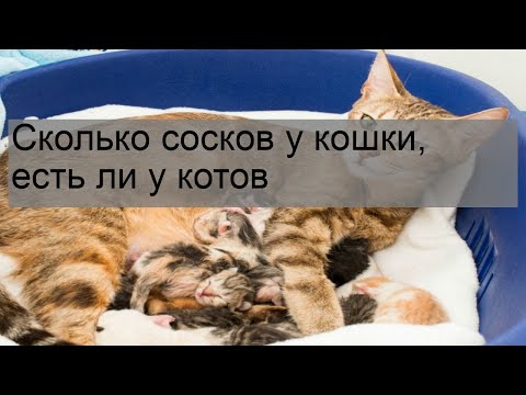 Сколько сосков у кошки, есть ли у котов