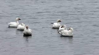 SNOW GEESE IN THE RAIN
