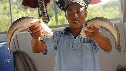 Về Miền tây đi thả lú 12 cửa ngục bắt cá lóc khủng cực đã