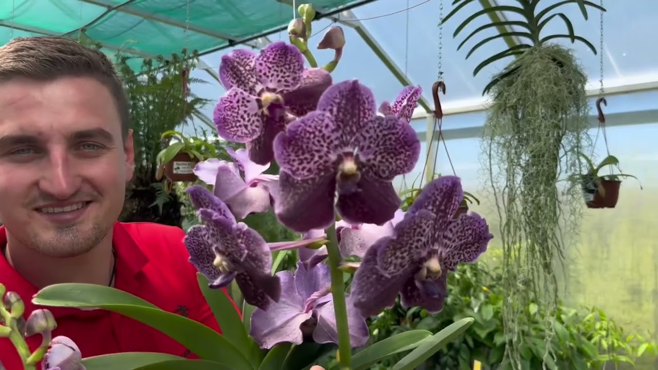 Orchidej Vanda 🌺❤️😍