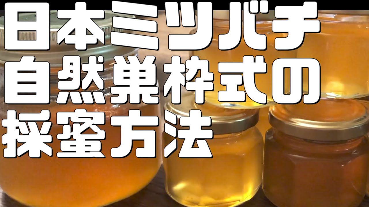 か式（自然巣枠式）の採蜜方法を解説【日本ミツバチ庭先養蜂】【自然