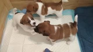 Jack Russell puppies fighting by MilaJRT 24,401 views 5 years ago 44 seconds