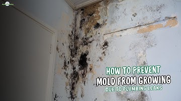 How to Prevent Mold from Growing Due to Plumbing Leaks | Mold Prevention Tips