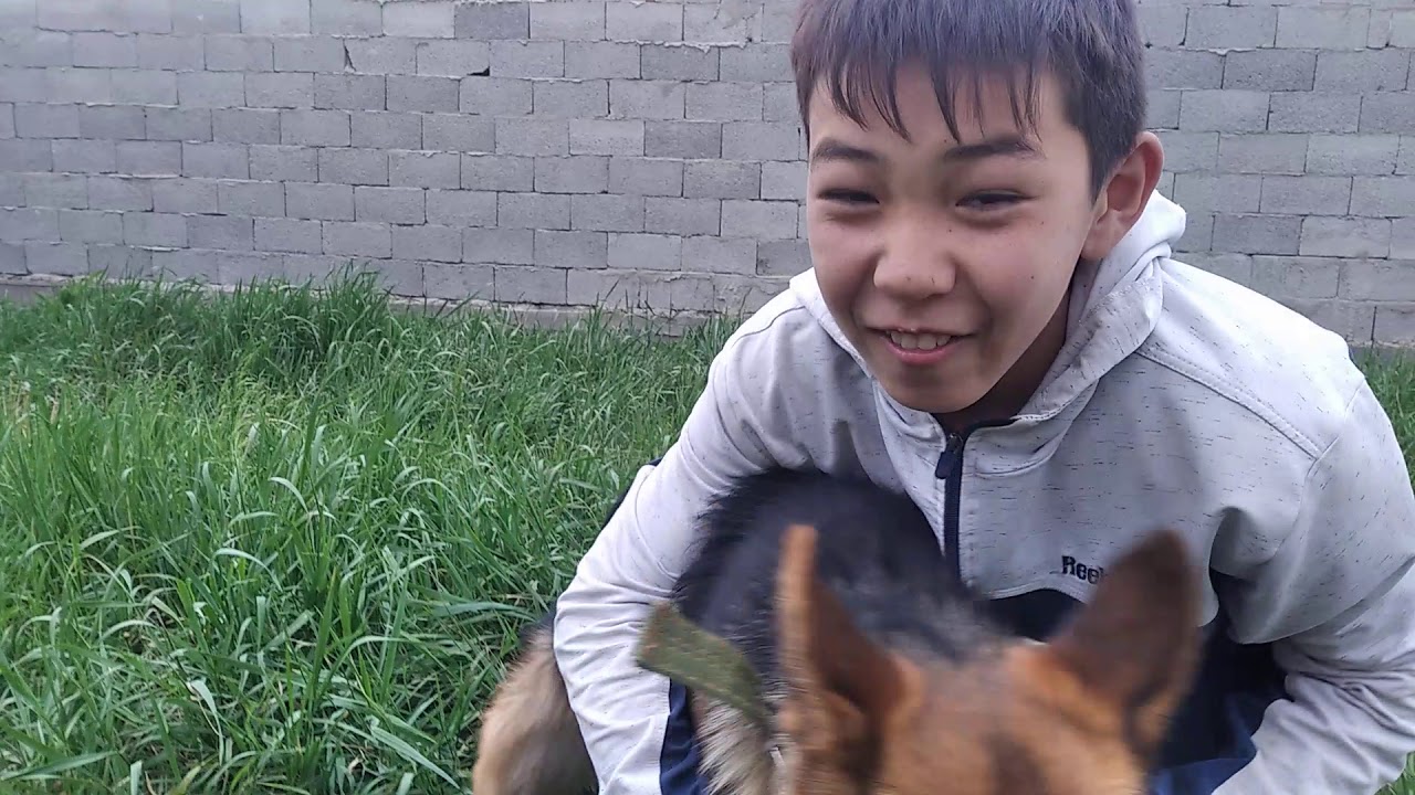 Немецкая овчарка - YouTube