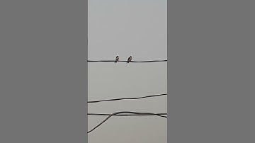 Two Sparrows Chirping & Enjoying On High Potential Electric Wire without Knowing It