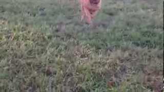 Dogue de Bordeaux French Mastiff at PuppyCreek Kennels