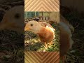 クローバーをモリモリ食べるヒヨコ #Shorts