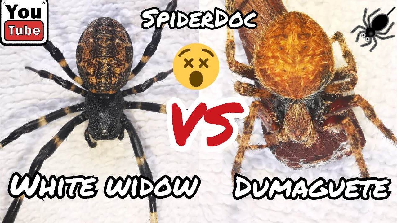 ASIAN HERMIT SPIDER vs DUMAGUETE. Kakaibang Uri ng Gagamba. Spider ...