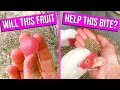 I was bit by a duck. Can this pink fruit help? - Bush Grape
