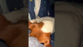 Jack Russell Terrier