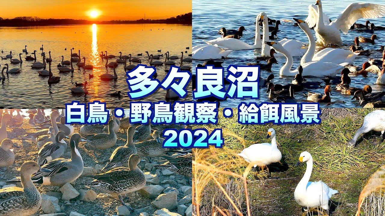 【多々良沼で白鳥・野鳥観察〜給餌風景2024】【群馬県　館林市】／4K／tataranuma ／swan & bird watching／feeding seen