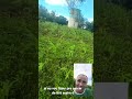 #vidanarroça muita chuva lavoura não aguenta