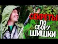 ТАЙНА ПО СБОРУ СОСНОВОЙ ШИШКИ // ВЕСЕННИЙ СБОР / ПОЛЕЗНАЯ ИНФОРМАЦИЯ И СОВЕТЫ!