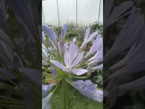 Видео: Подрязване на растенията Agapanthus - Научете как да подрязвате Agapanthus