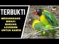 Terbukti Ampuh Merangsang Lovebird Untuk Kawin dan Bertelur