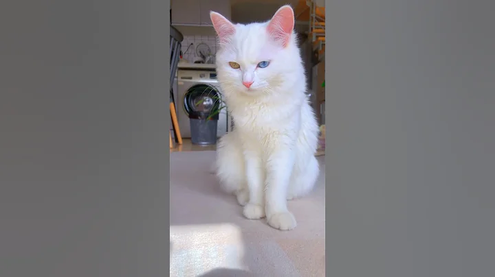 Video 7239431: beautiful white persian cat, cute white persian cat, cat cutecat pets, eyes white cat