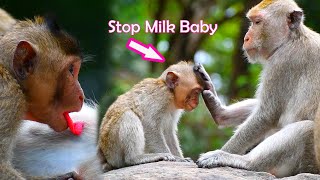Can't Believe It! Baby Monkey Hungry and Crying @adorablewildpark