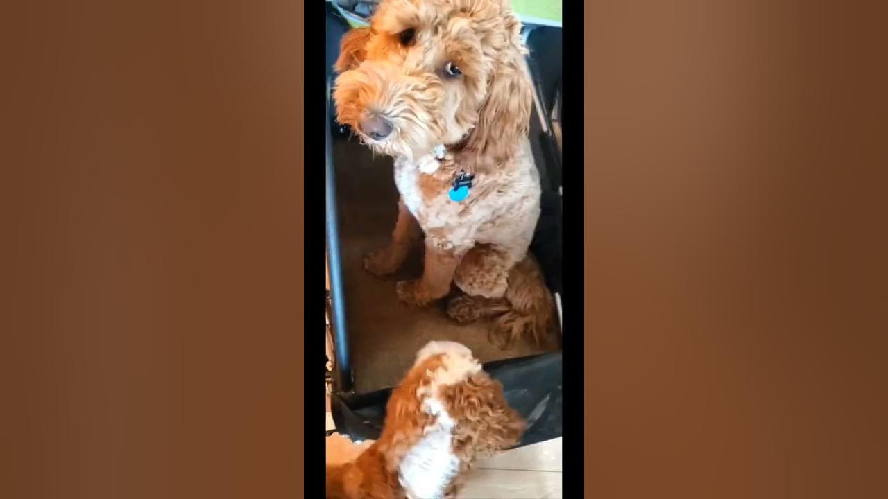 Converting a Kid Bike Trailer for Dogs YouTube