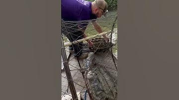 Alligator snapping turtles in my net. Releasing them