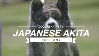ALL ABOUT JAPANESE AKITA INU (PART ONE)