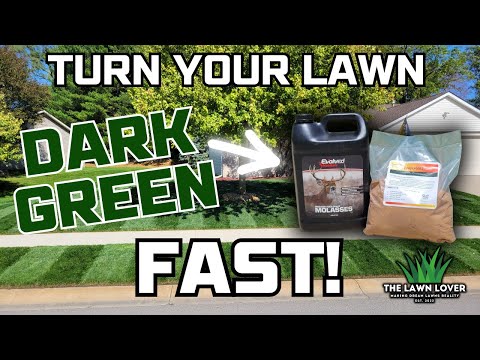 Do You Apply Molasses To Your Lawn? WATCH THIS #diylawncare