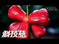 《科技苑》“吃甘蔗”的莲雾 20190506 | CCTV农业