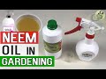 NEEM OIL in GARDEN - Benefits and How to use neem oil for plants | Gardening in English
