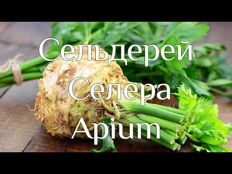 Селера - YouTube