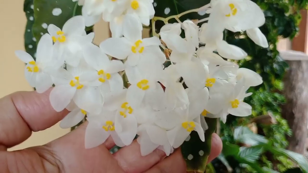FLORES DE FEVEREIRO NO NOSSO JARDIM 