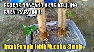 RAHASIA STEK SANCANG AKAR KELILING | Mudah Dan Simple 