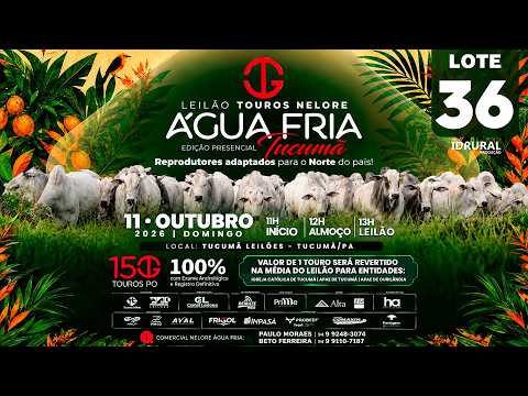 LOTE 36