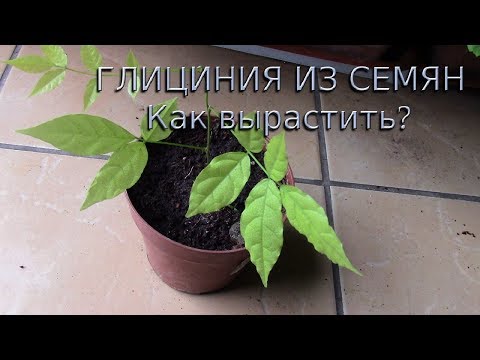 ГЛИЦИНИЯ. ПОСАДКА СЕМЯН
