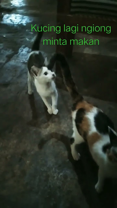 suara sedih kucing minta makan