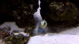 Burrowing Jawfish