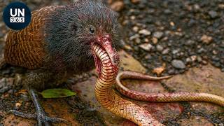 When a Snake Hunt Turns Fatal… The Prey Fights Back | Animal Fights