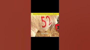 🐑 Secret Behind the Red Mark on Sheep! 😲#sheep#viral #facts